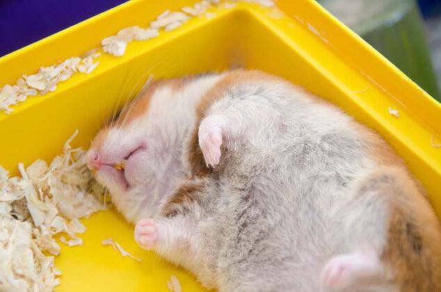 Come capire se il criceto sta male: ecco a cosa fare attenzione