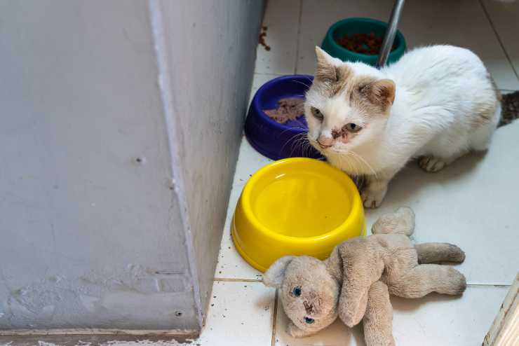 Il gatto butta i giocattoli nella ciotola dell'acqua