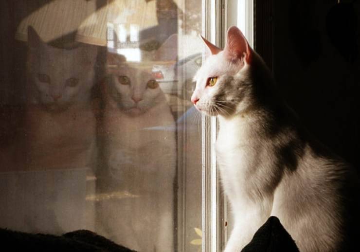 il gatto soffre a stare sempre in casa