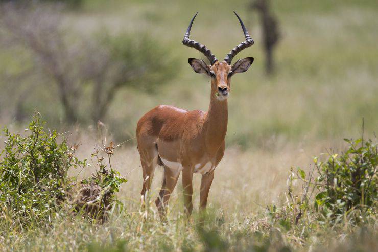 impala