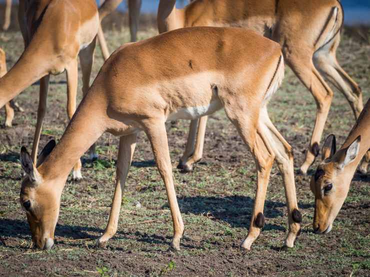 impala