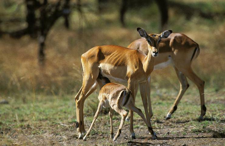 impala e cuccioli