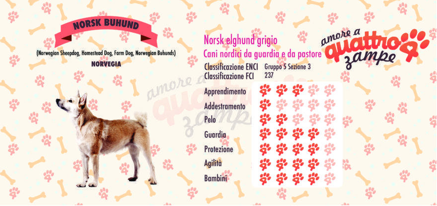 Norsk Buhund scheda razza