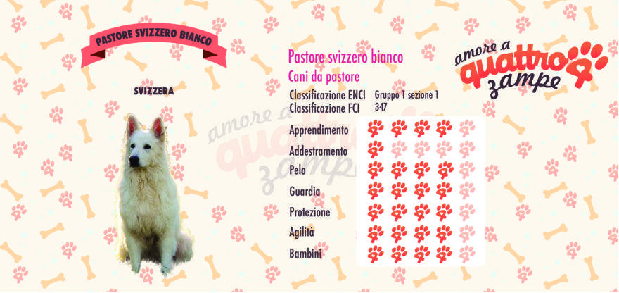 Pastore Svizzero bianco scheda razza