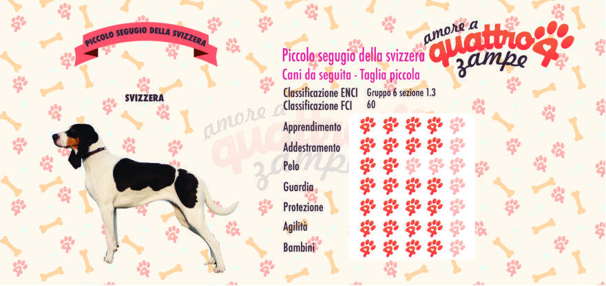 Piccolo Segugio della Svizzera scheda razza