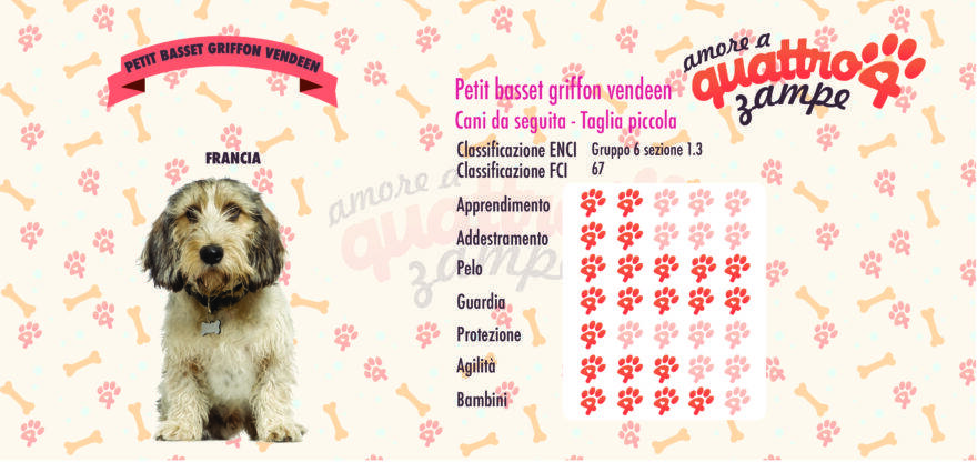 Petit basset griffon vendeen scheda razza