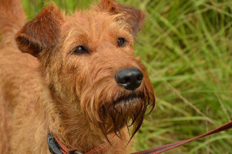 irish terrier irlandese