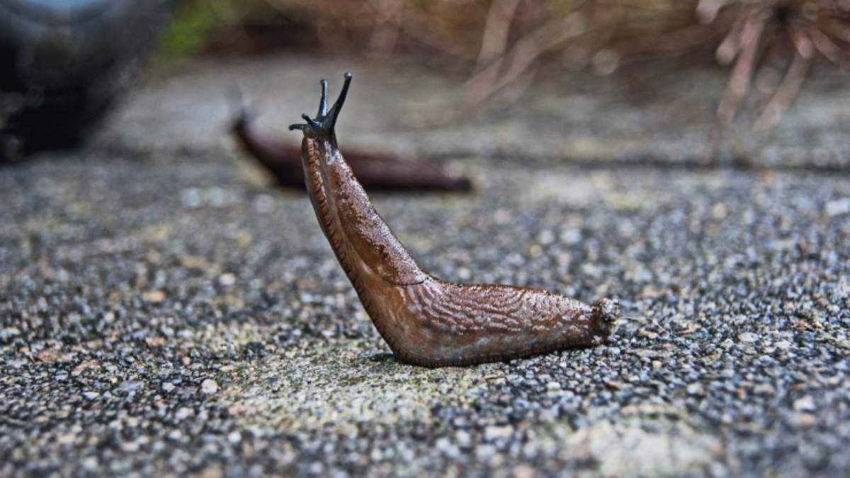 Le limacce: le lumache senza guscio spesso anche presenti in casa