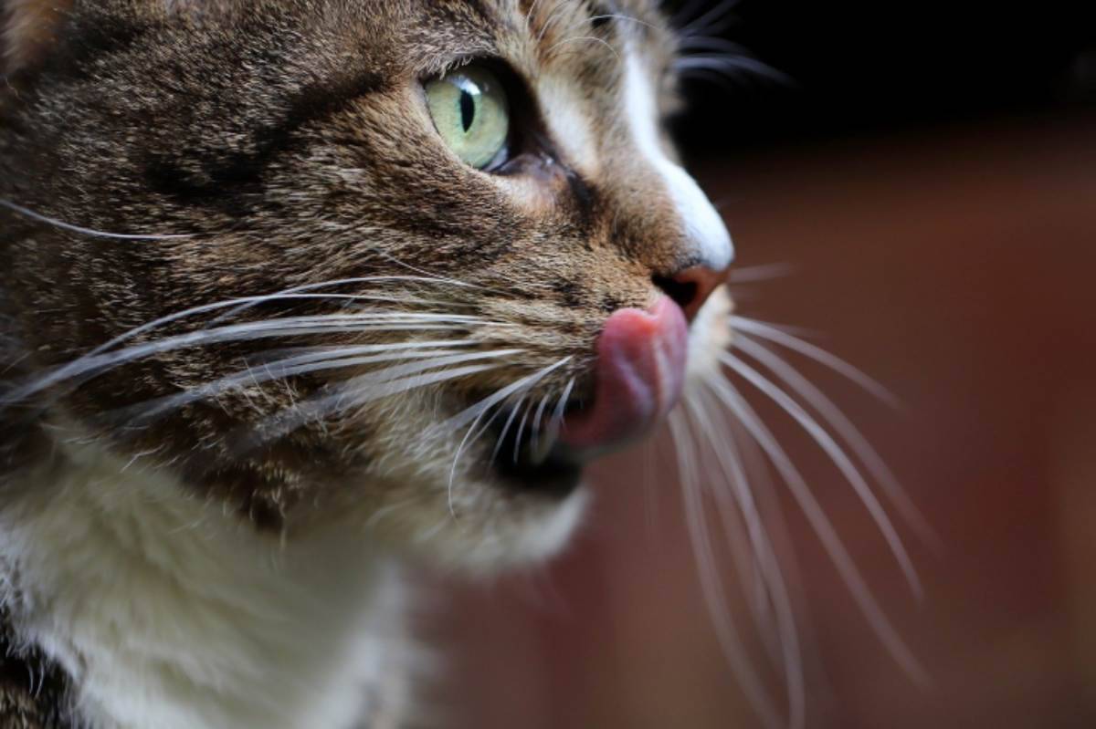 Perch Il Gatto Ha La Lingua Ruvida Tutte Le Spiegazioni
