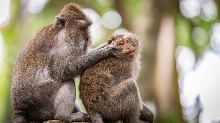 grooming primati