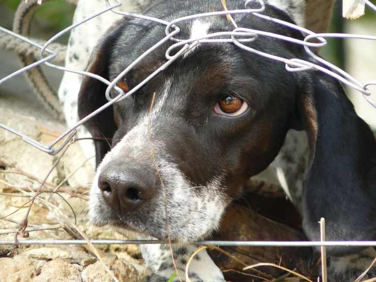 cani incatenati rimessa abusiva