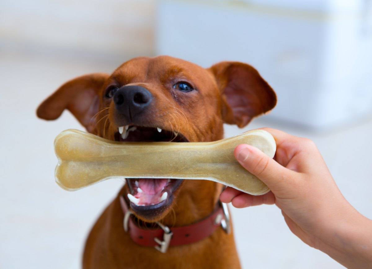 Osso Per Cane Fatto In Casa Realizzare Il Passatempo Preferito Di Fido