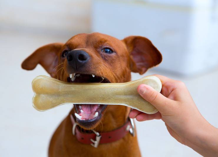 osso per cane fatto in casa