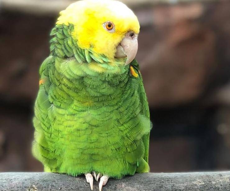 pappagallo chico