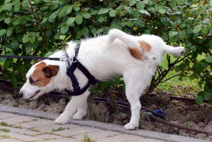 perché il cane alza la zampa per fare pipì