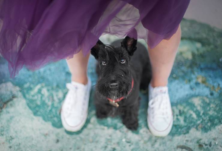 perché il cane ha paura del vento