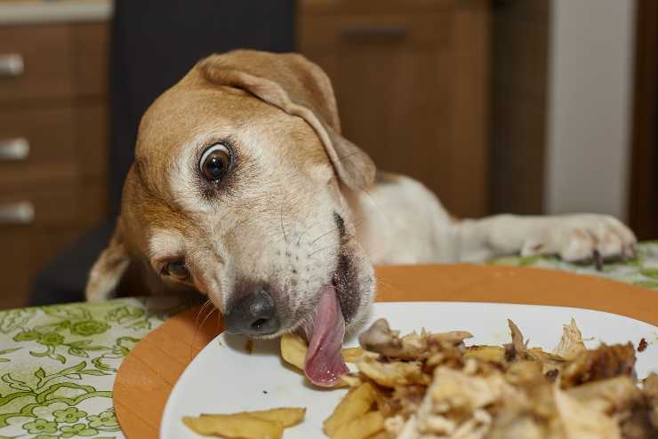 Perché il cane ruba il cibo
