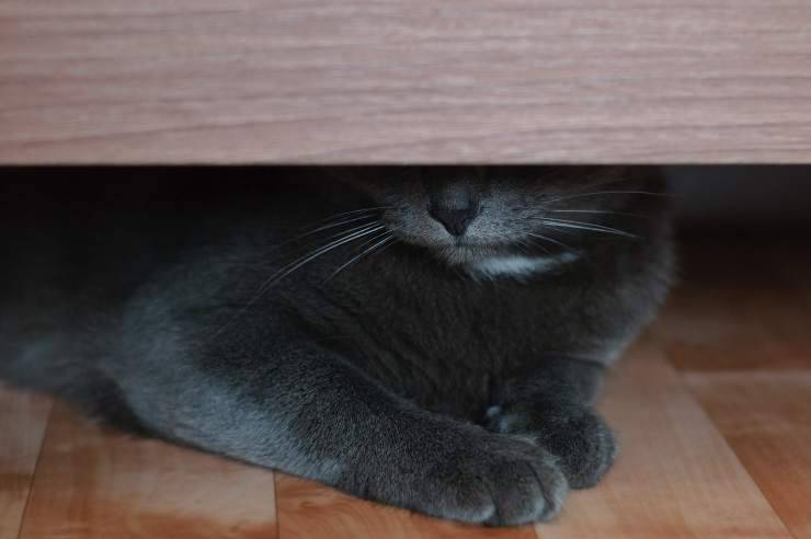 Perché il gatto si nasconde sotto il letto