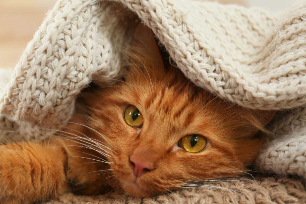 Perché il gatto si nasconde sotto le coperte? Ecco i vari motivi