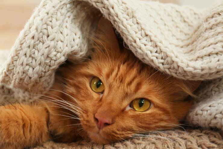 Perché il gatto si nasconde sotto le coperte