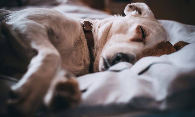 Cane malato sdraiato sul letto