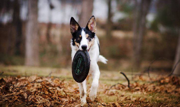 Cane con frisbee