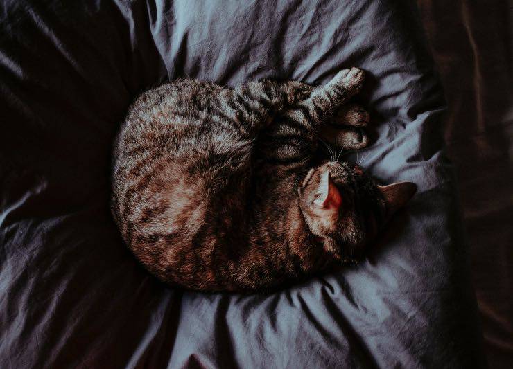 Gatto sul letto