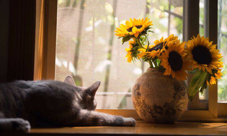 Gatto stanco che guarda fuori dalla finestra 