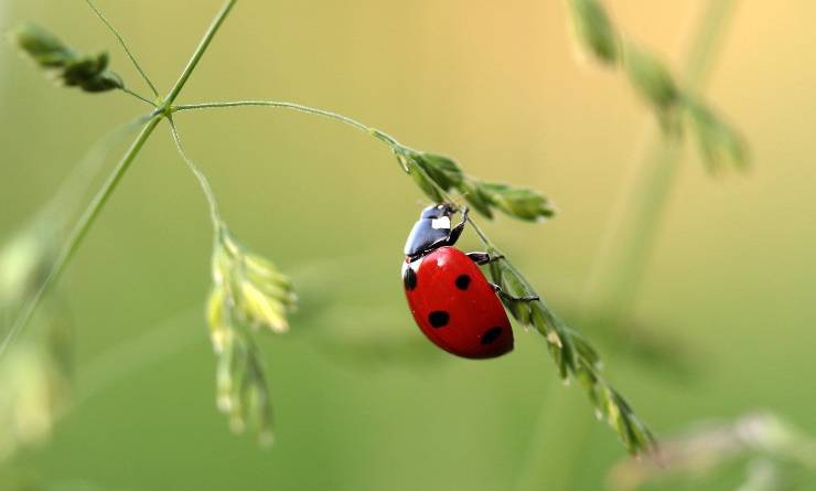 Coccinella