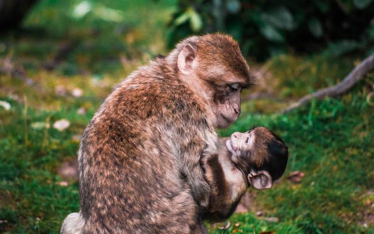 Scimmia con bambino
