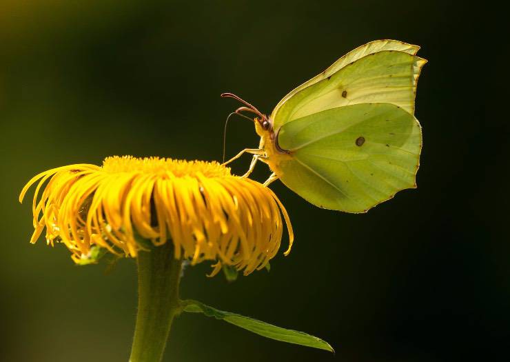 Farfalla e fiore