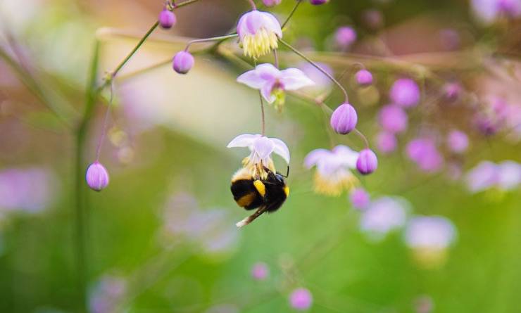 Ape su di un fiore