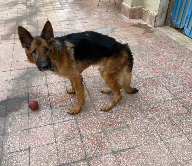 Pulce il cane chiuso da 3 anni in un ripostiglio