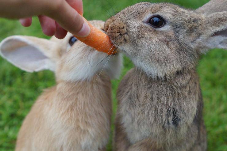 Carota conigli