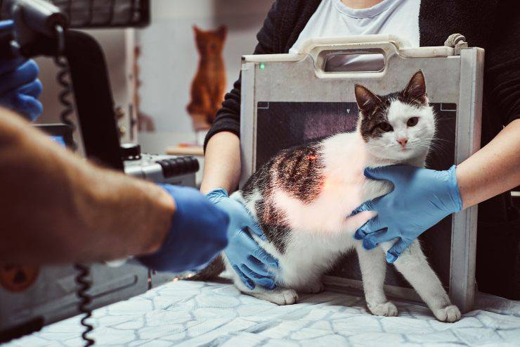 radiografia al gatto