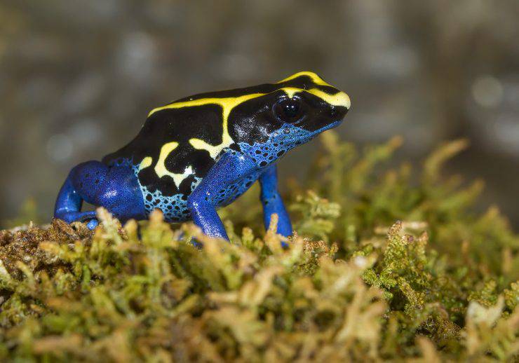 rana dendrobates