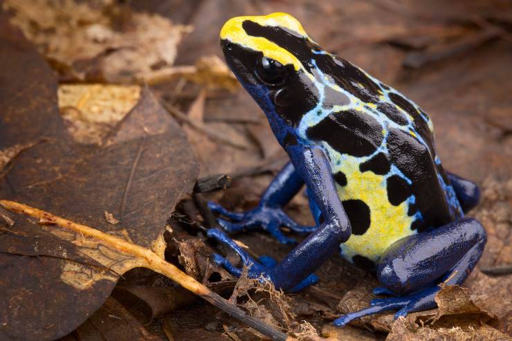 rana dendrobates