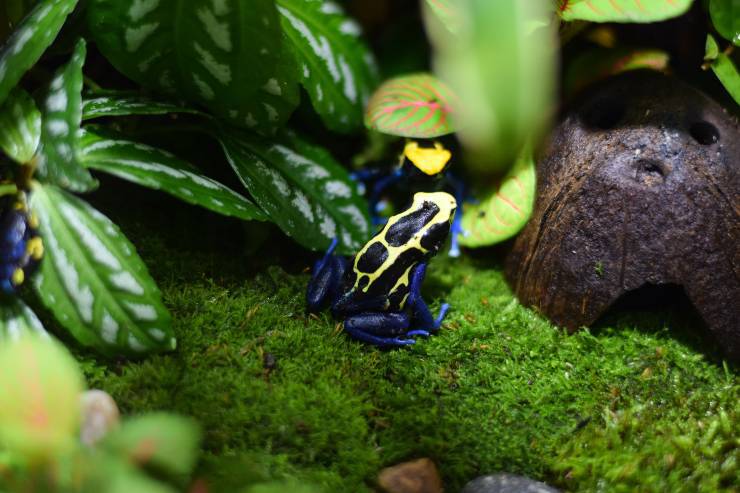 rana dendrobates