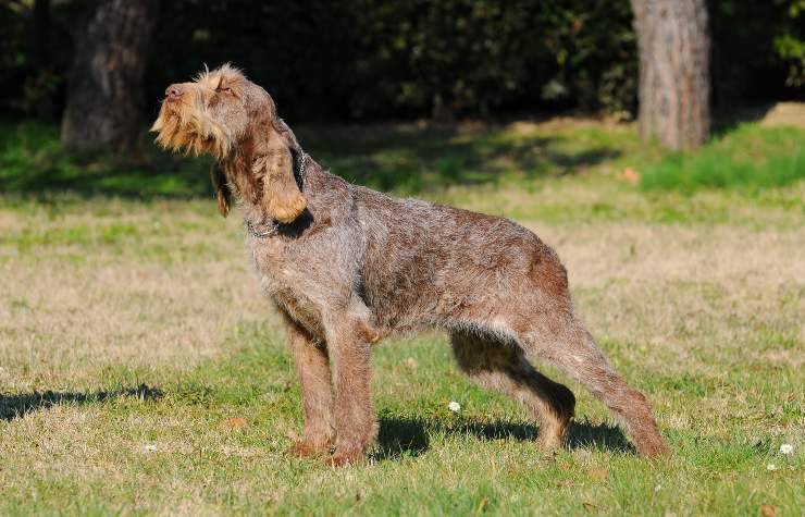 Spinone italiano