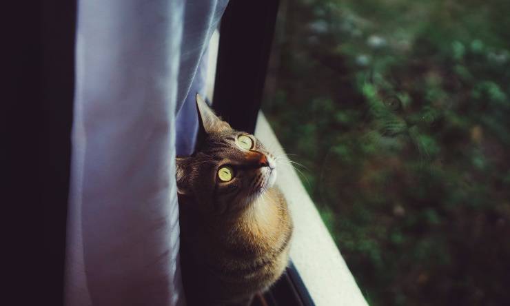 Gatto che guarda fuori dalla finestra