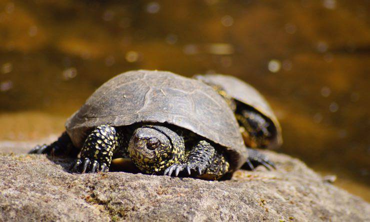 Una tartaruga acquatica