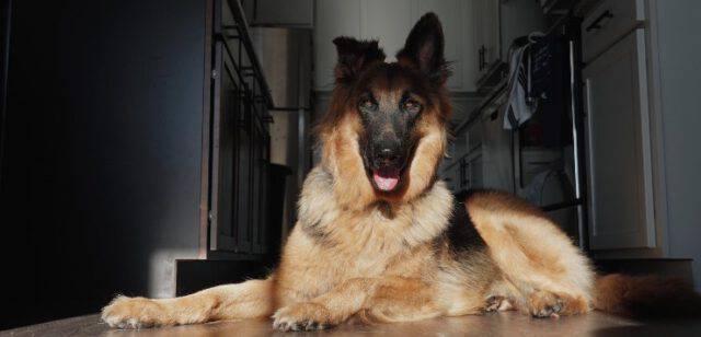 Erano Tedeschi Rex E Rin Tin Tin