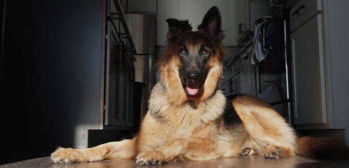 Erano Tedeschi Rex E Rin Tin Tin