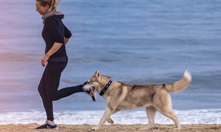 Cane che corre sulla spiaggia con proprietario