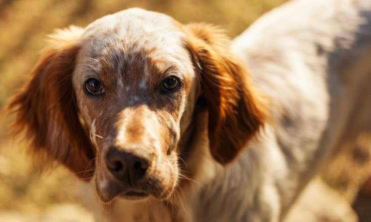 Cane in posizione d'ascolto