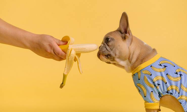 cane che annusa una banana