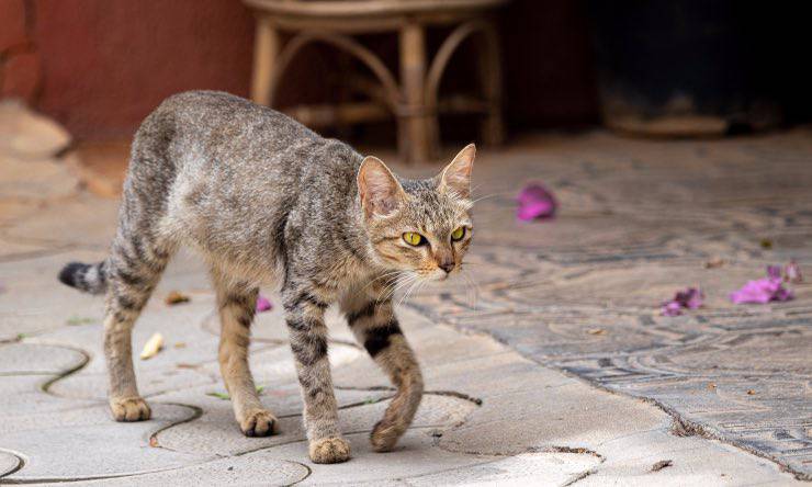 gatto che cammina