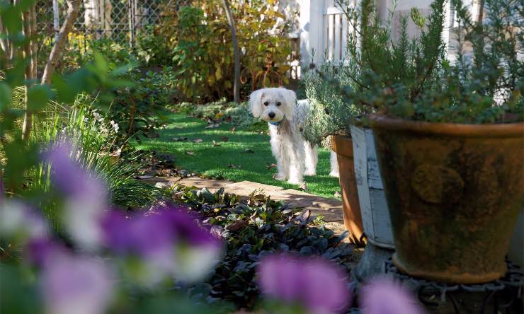 Cane in un giardino