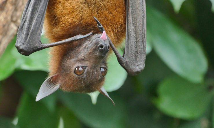 Pipistrello che mangia