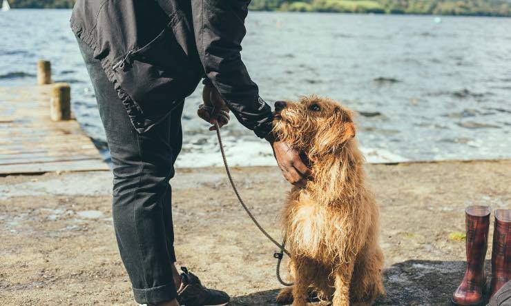 Padrone che accarezza il cane